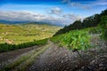 Vine and lush green leaves in the landscape of Beaujolais, France Royalty Free Stock Photo