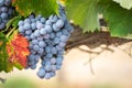 Vine with Lush, Ripe Wine Grapes on the Vine Ready for Harvest Royalty Free Stock Photo