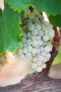 Vine with Lush, Ripe Wine Grapes on the Vine Ready for Harvest Royalty Free Stock Photo