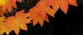 Vine Maple - Fall Color Panorama Royalty Free Stock Photo