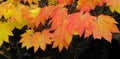 Vine Maple - Fall Color Panorama Royalty Free Stock Photo