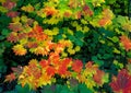 Vine Maple - Fall Colors