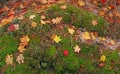Vine Maple Leaves on a Bed of Moss Royalty Free Stock Photo