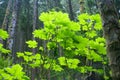 Vine maple leaves in conifer forest