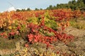 Vine in Minervois, France Royalty Free Stock Photo