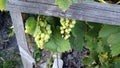 the Vine near the house, ripe bunches of grapes. Royalty Free Stock Photo