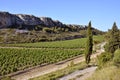 Vine near of Narbonne in France Royalty Free Stock Photo