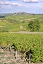 Vine near of Sancerre in France
