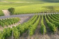 Vine near of Sancerre in France