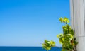 Virginia creeper with new leaves wrapped around the fence in a garden on a sunny spring or summer day and blue sky and sea in the Royalty Free Stock Photo