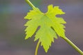 Vine with one fresh  figured green grape  leaf, macro Royalty Free Stock Photo