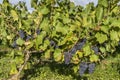 Vine with Pinot Noir Grapes Champagne Royalty Free Stock Photo