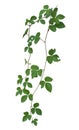 Vine plant climbing isolated on white background. Clipping path