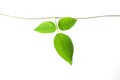 Vine plant close up on white background