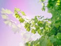 Vine Plant Green Leaves Branches Blue Purple Sky Double Exposure Decorative Background