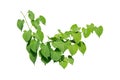 Vine Plant leaves tropic, bush foliage tree isolated on white background have clipping path Royalty Free Stock Photo