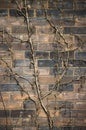 Vine plant on an old weathered brick wall Royalty Free Stock Photo
