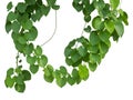 Vine plants climbing on transparent layer have clipping path