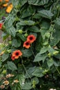 Vine plants with green leaves