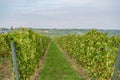 Vine plants growing on a vineyard on a hillside in mainz zornheim, end of september during harvest Royalty Free Stock Photo