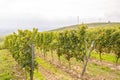 Vine plants growing on a vineyard on a hillside in mainz zornheim, wind turbines in background, end of september during harvest Royalty Free Stock Photo