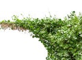 Vine plants isolate on white background Royalty Free Stock Photo