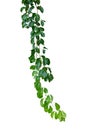 Vine plants isolate on white background, clipping path.