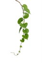 Vine plants isolate on white background. clipping path Royalty Free Stock Photo
