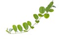 Vine plants isolated on white background, clipping path.