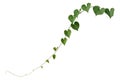 Vine plants isolated on white background, clipping path.