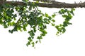 vine plants isolated on white background. clipping path.