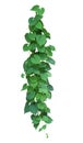 Vine plants isolated on white background, clipping path.