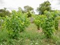 Vine plants with multitude of leaves growing prosperously before giving grapes in a vineyard