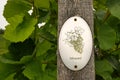 Vine plants with a `Silvaner` sign on a vineyard