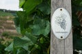 Vine plants with a `SpÃÂ¤tburgunder` sign on a vineyard Royalty Free Stock Photo