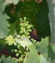 The vine plants of the vineyards of carignano