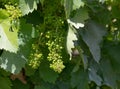 The vine plants of the vineyards of carignano