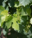 The vine plants of the vineyards of carignano