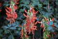 Vine red blossom in the arbor