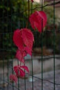 Vine With Red Leaves On Green Fence