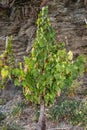 Vine with Riesling grapes Royalty Free Stock Photo