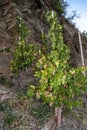 Vine with Riesling grapes Royalty Free Stock Photo