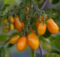 Vine of ripe yellow grape tomatoes ready to eat Royalty Free Stock Photo