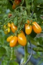 Vine of ripe yellow grape tomatoes ready to eat Royalty Free Stock Photo