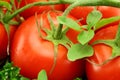 Vine Ripen Tomatoes Royalty Free Stock Photo