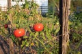 Vine Ripened Tomatoes Royalty Free Stock Photo