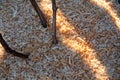 Vine roots are protected by sawdust mulch close-up. Vineyard soil covered before winter