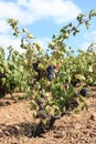 Vine in Roussillon