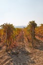 Vine rows in autumn with brown and green leaves in a sunny day