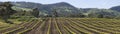 Vine rows in the Barossa Valley Royalty Free Stock Photo